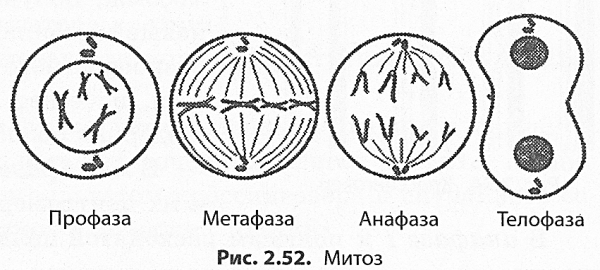 Телофаза 1 деления мейоза