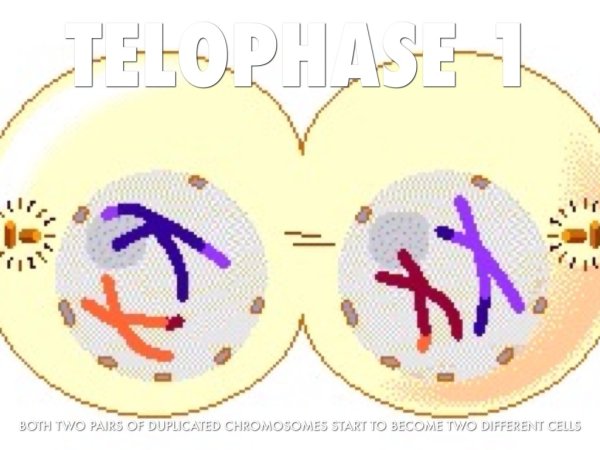 Телофаза митоза