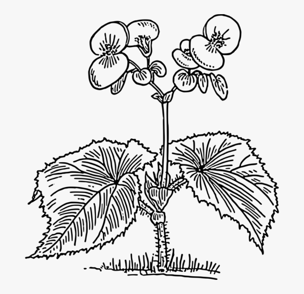 Бегония вечноцветущая (Begonia semperflorens)