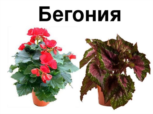 Бегония Pollux