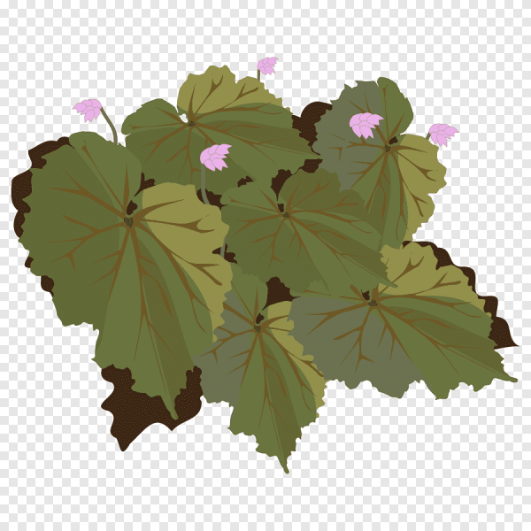 Бегония клипарт