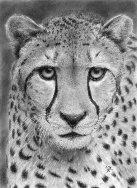 Черно белая картина гепарда