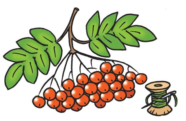 Рисование гроздь рябины