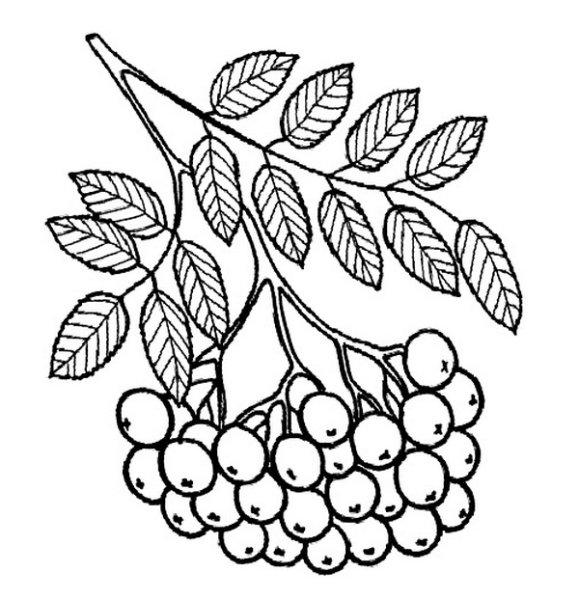Ветка рябины раскраска для детей