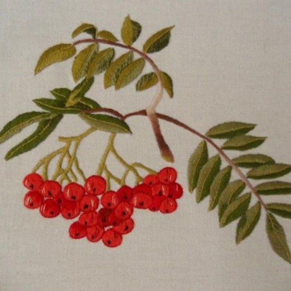 Ветка рябины вектор