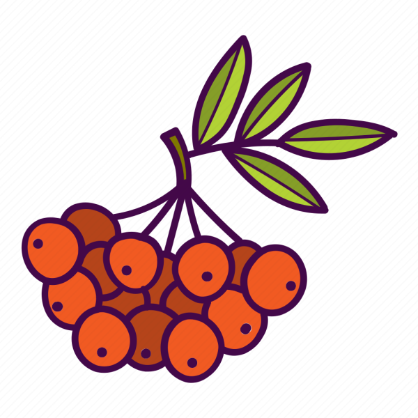 Ветка рябины рисование