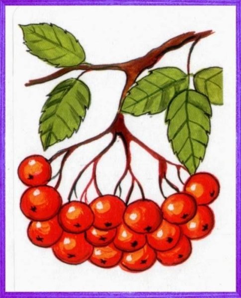 Ветка рябины