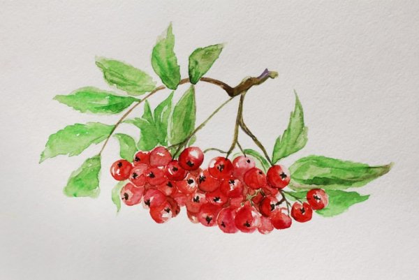 Кисть Рябинки гроздь Калинки рисование