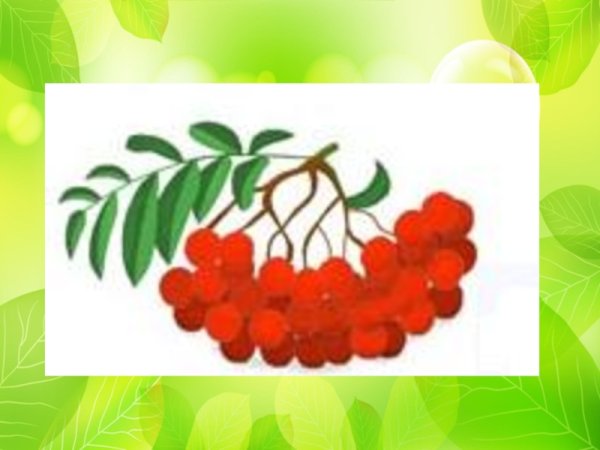Рисование гроздь рябины