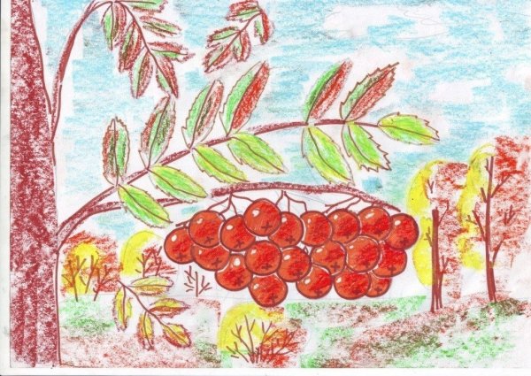 Ветка рябины рисунок