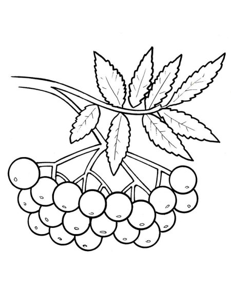 Ягоды рябины для детей