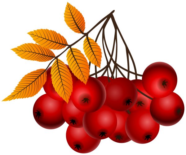 Ветка рябины рисование