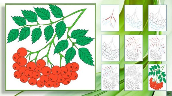 Ветка рябины для детей