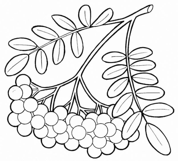 Ветка рябины рисунок