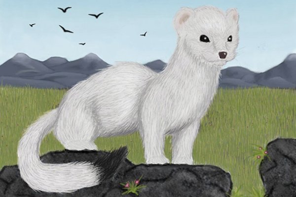 Горностай рисунок