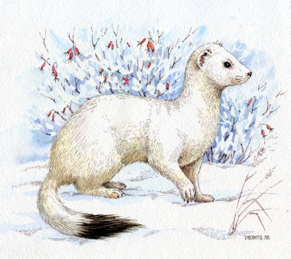 Микитов Соколов "горностай горностай