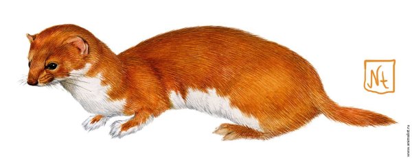 Ласка на белом фоне