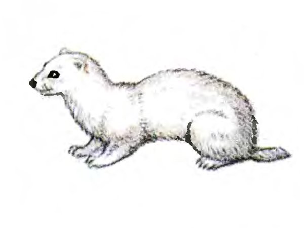 Горностай рисунок