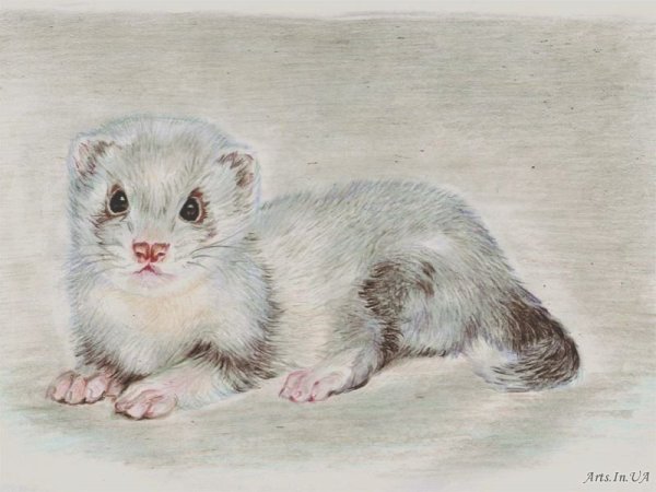 Нарисовать хорька