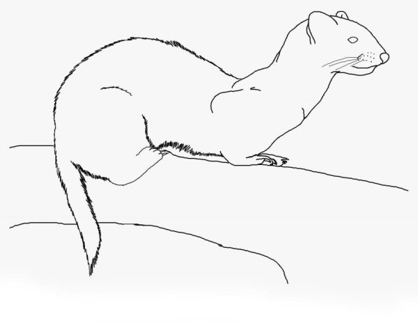 Лесная куница раскраска