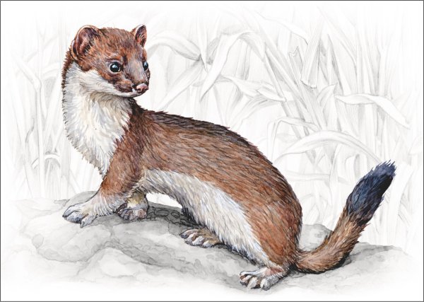 Горностай рисунок