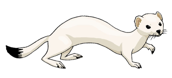 Горностай мультяшный