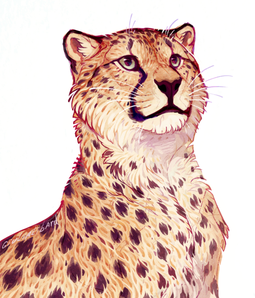 Зарисовки гепарда