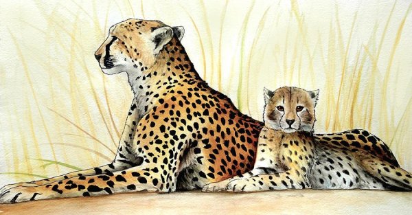 Зарисовки гепарда