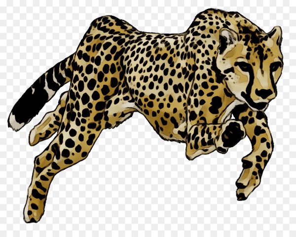 Cheetah на белом фоне