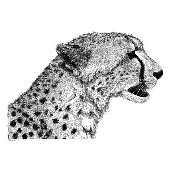 Гепард тату эскиз