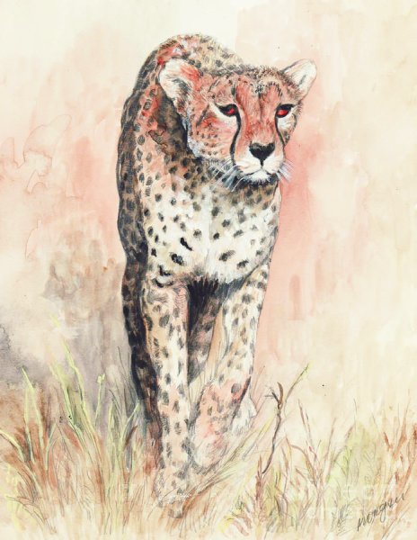 Гепард для рисования