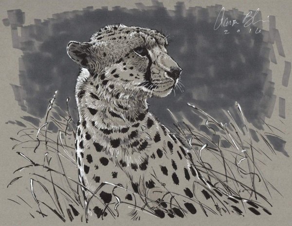 Черный гепард арты