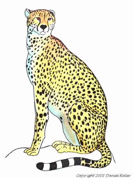 Рисование гепарда для детей