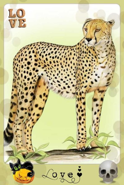 Гепард для детей