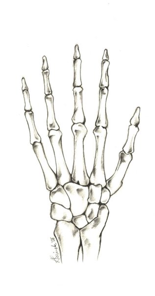 Скелет кисти руки сбоку