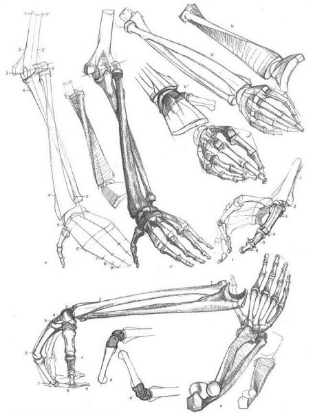 Кисть руки рисунок