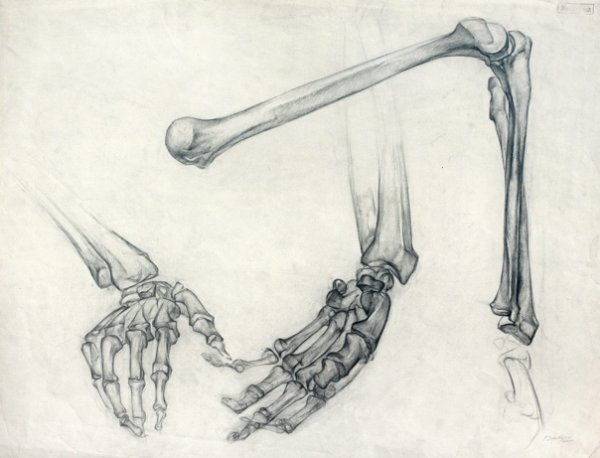 Кости руки скелет
