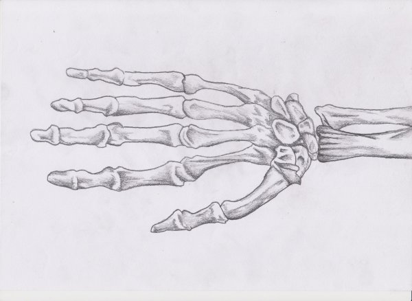 Кисть руки скелет