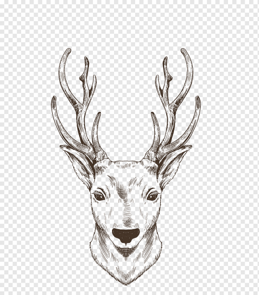 Морда оленя карандашом