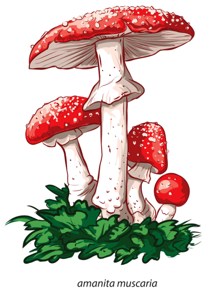 Мухомор красный Amanita вектор