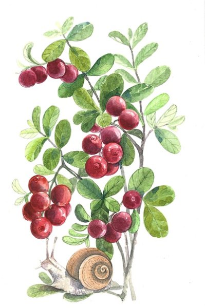 Брусника Ботаническая иллюстрация