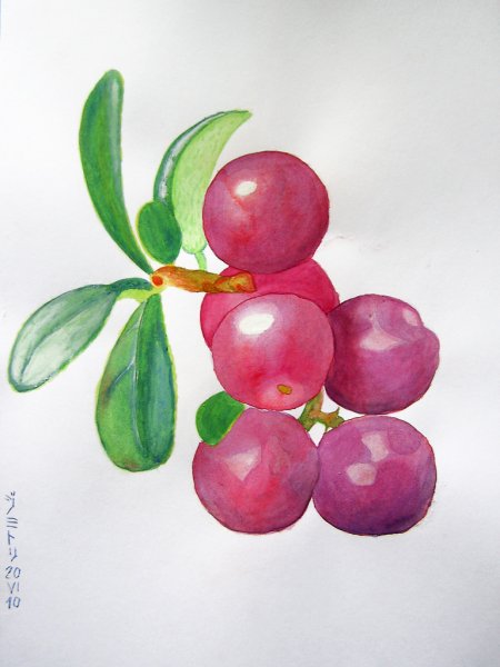 Петриковская роспись ягоды брусники