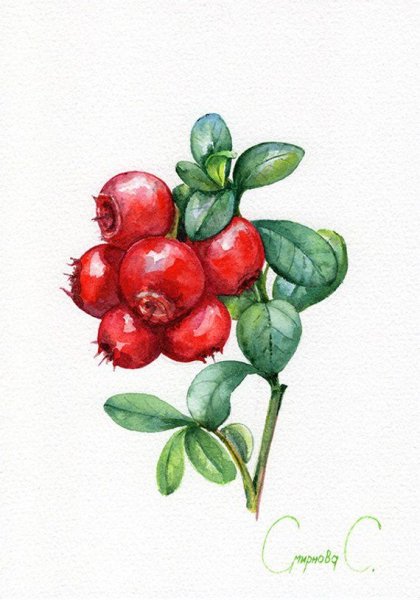 Нарисовать бруснику