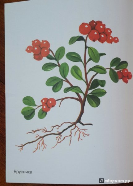 Эмблема группы Брусничка