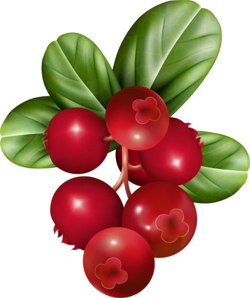 Клюква для детей