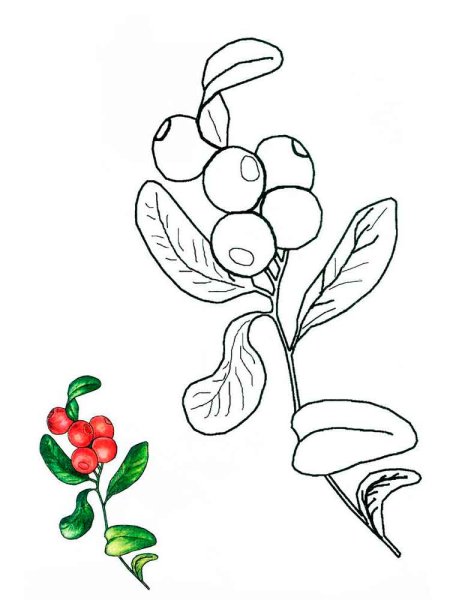 Клюква ягода рисунок