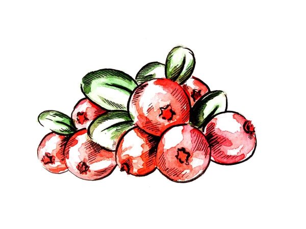 Карточки ягоды для детей