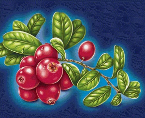 Раскраска брусника Лесные ягоды