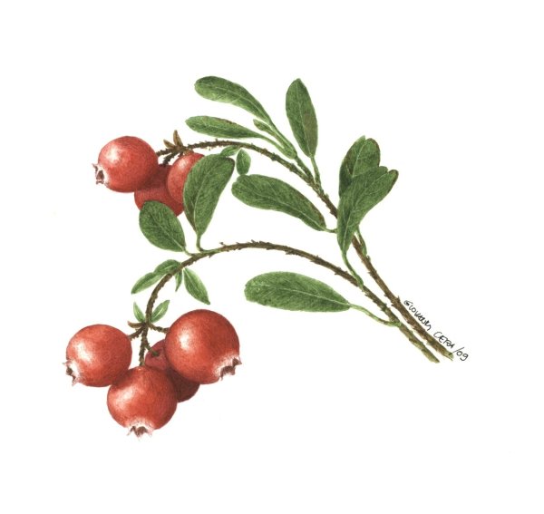 Лесные ягоды для детей