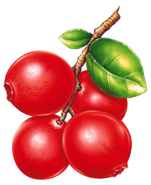 Клюква акварель